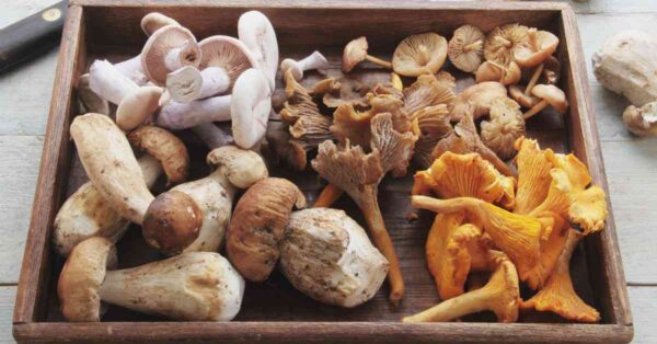 mushrooms for arthritis pain