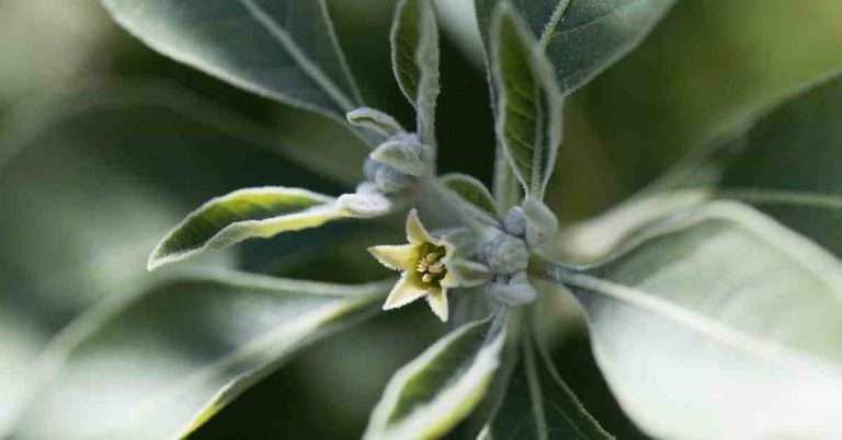Ashwagandha for Pain Relief