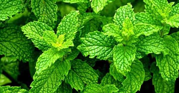 mint for pain relief