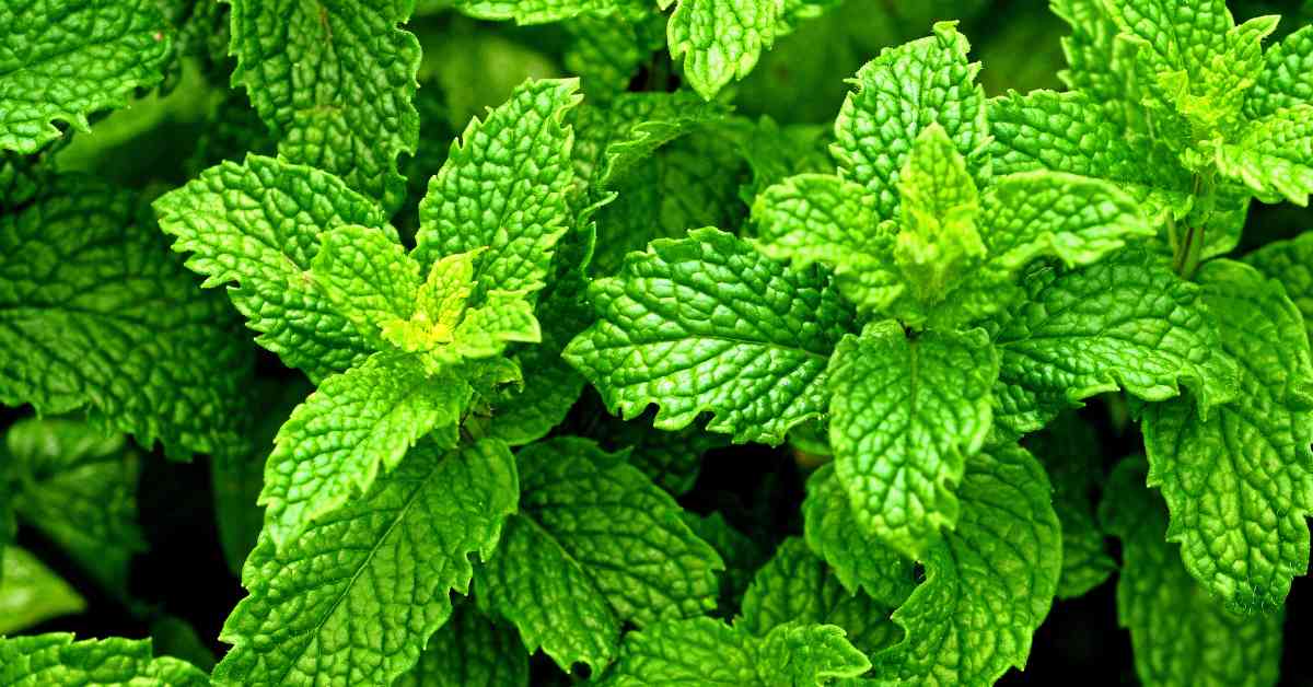 mint for pain relief