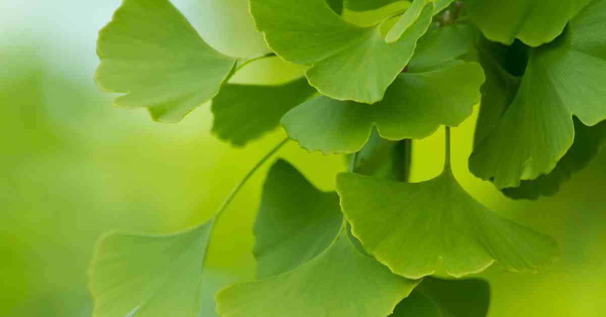 ginko biloba for pain relief
