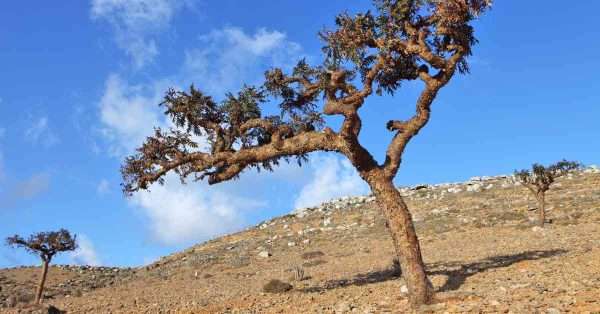 boswellia for pain relief