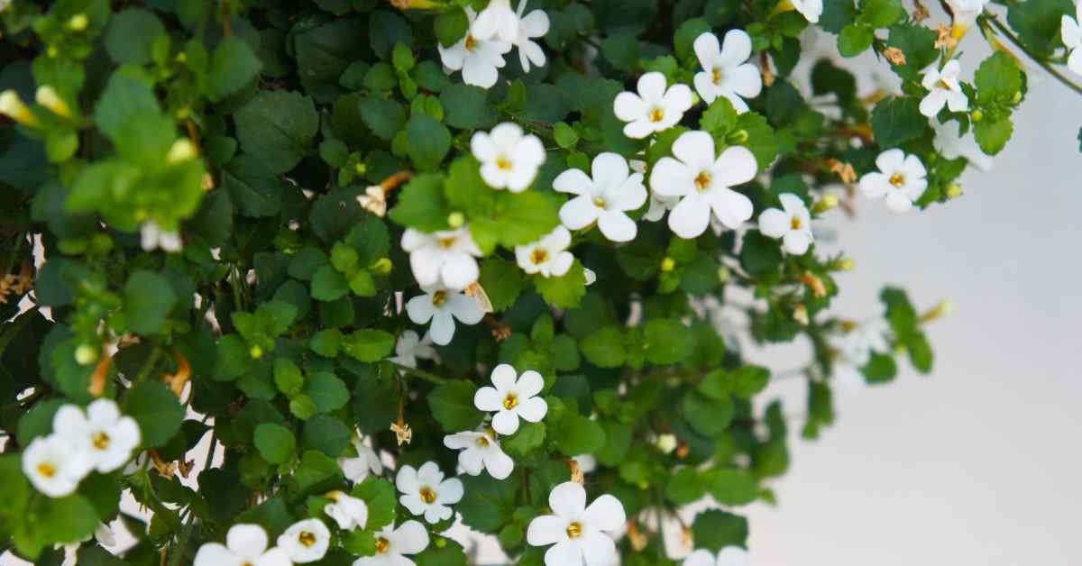 Bacopa for pain relief