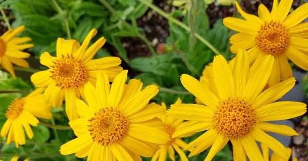 try arnica for pain relief