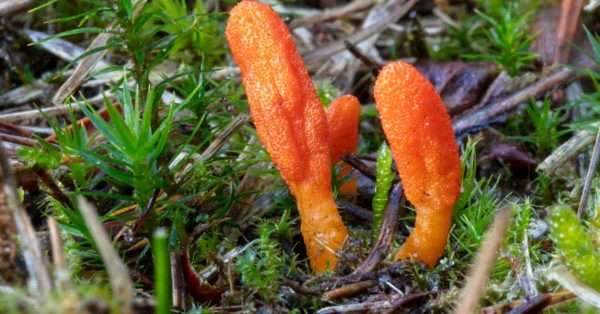 cordyceps for pain relief