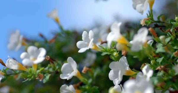 Bacopa for pain relief