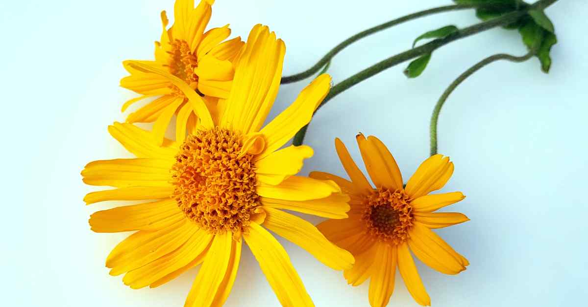 Arnica for Pain