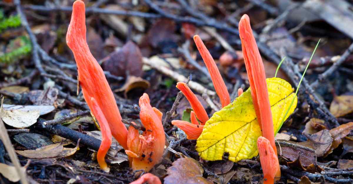 cordyceps for pain relief