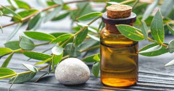 eucalyptus oil for pain relief