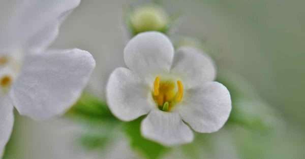 Bacopa for pain relief