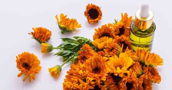 arnica for pain relief