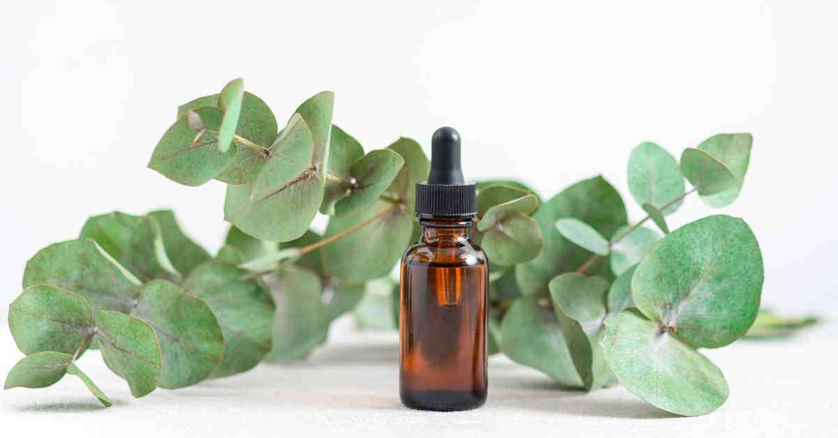 eucalyptus oil for pain relief