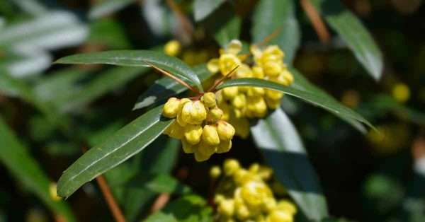berberine for pain relief