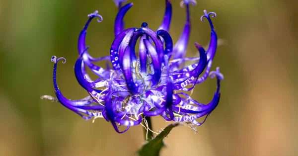 devil's claw for pain relief