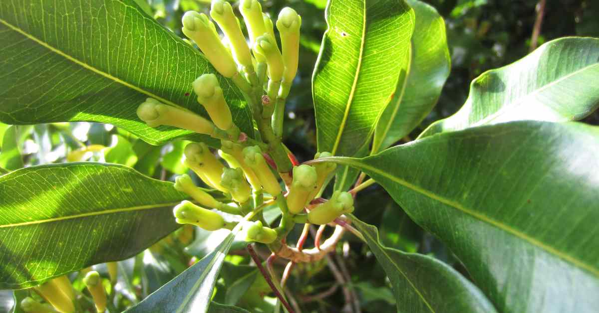 Beta-Caryophyllene for Pain