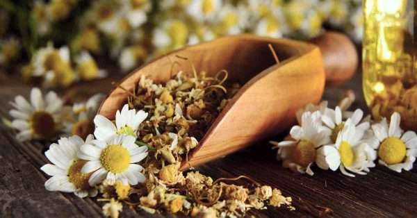 Chamomile for pain relief