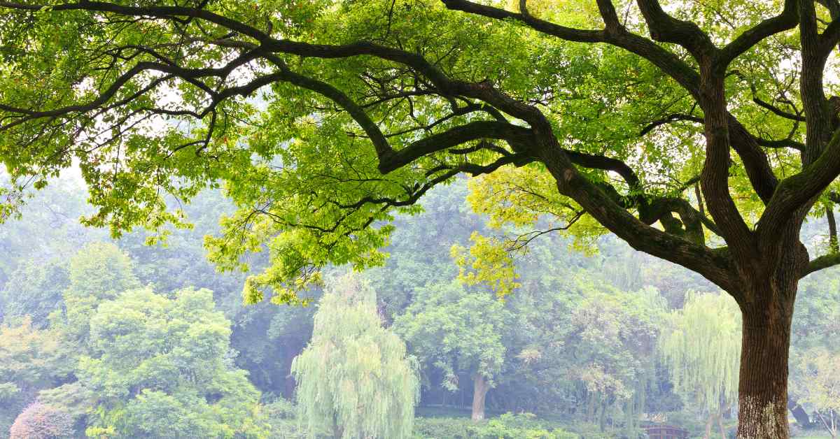 camphor for pain relief