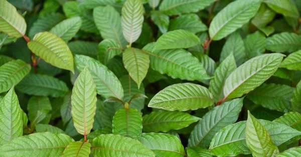 camphor for pain relief