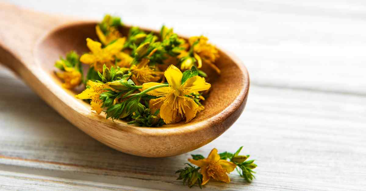 st johns wort for pain relief